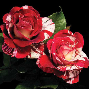 Vrtnica intenzivnega vonja - Roza - Rock & Roll™ - 